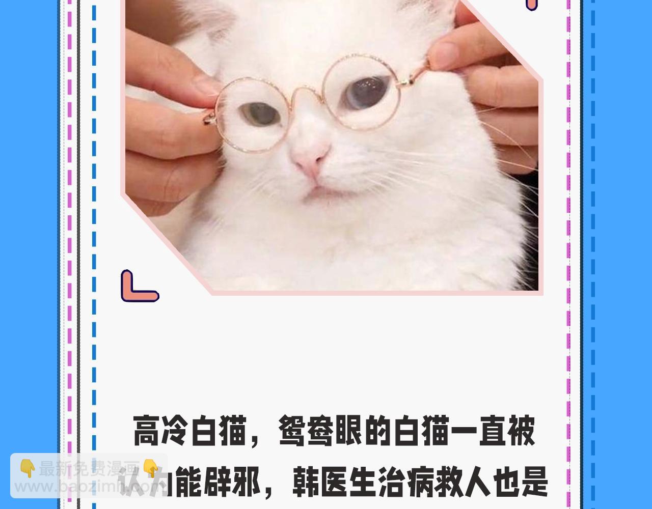 第43期人鱼陷落的主角都是什么品种的猫（日更中）9