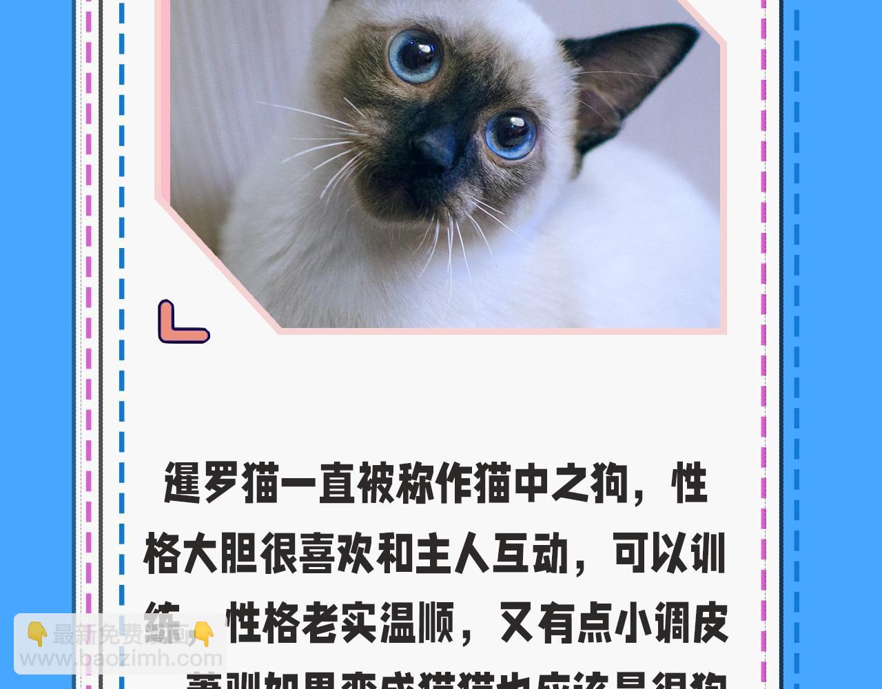 第43期人鱼陷落的主角都是什么品种的猫（日更中）1