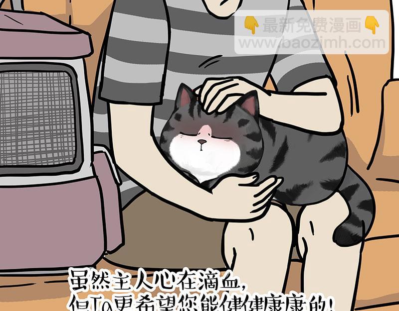 第456话猫猫的年终总结8