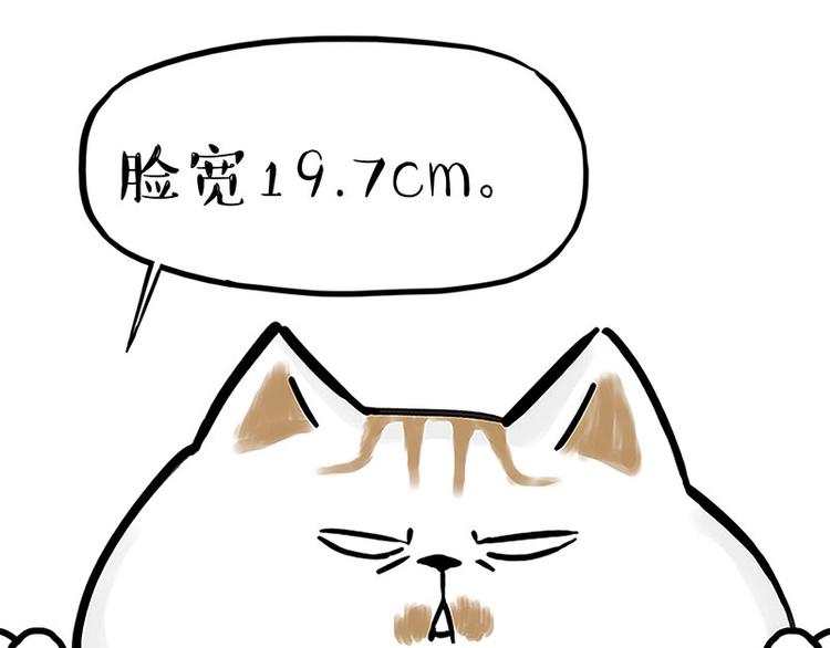 第167话猫王争霸赛7