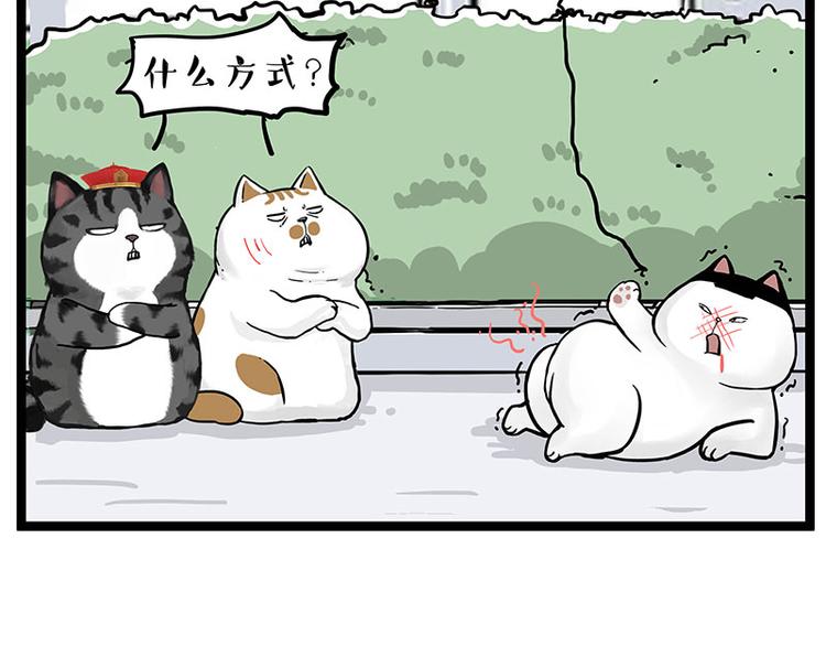 第277话猫斗猫6