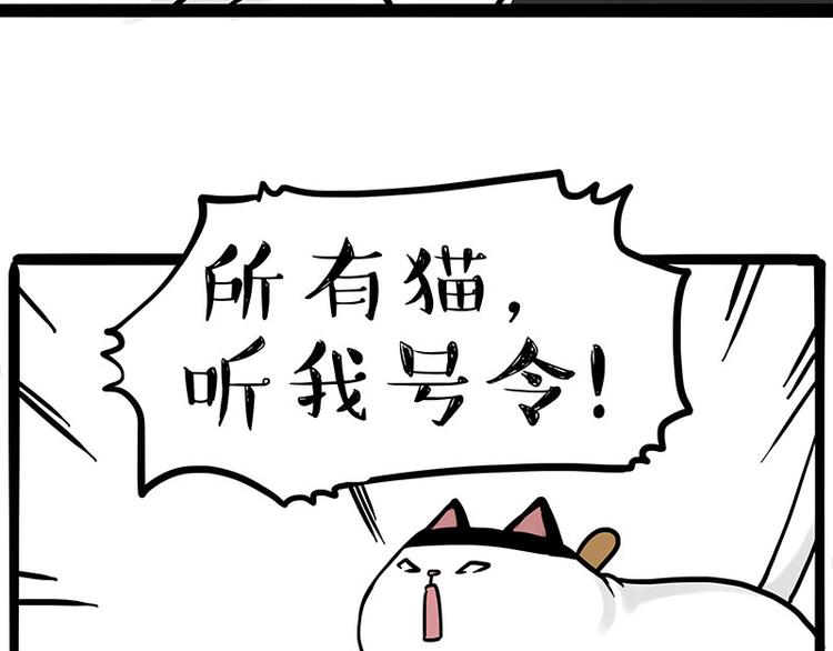 第271话进击的流浪猫！9