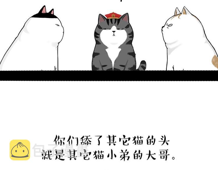 第167话猫王争霸赛7