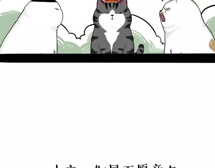 第167话猫王争霸赛1