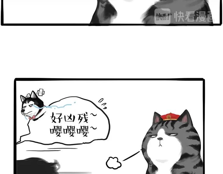 第197话猫怼狗9