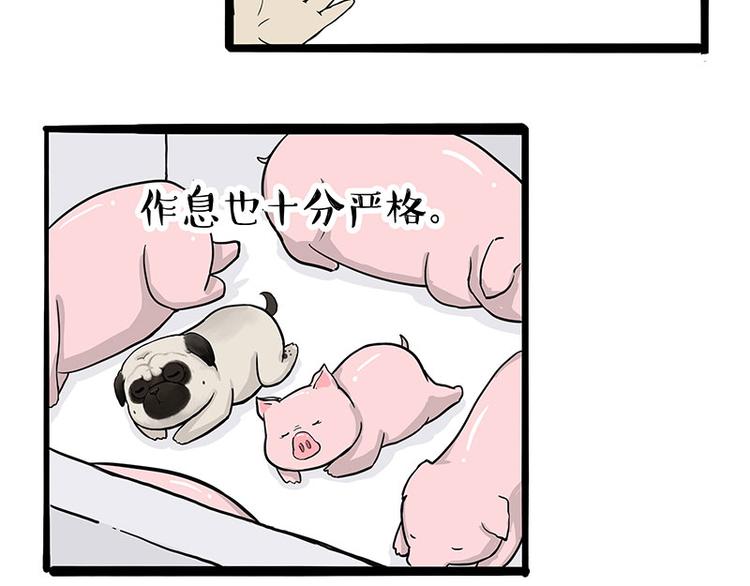 第247话巴扎猪0