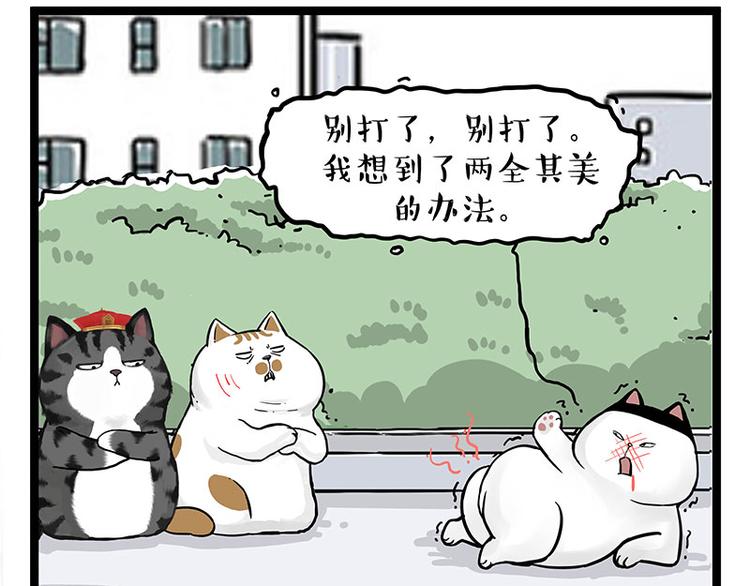 第277话猫斗猫0