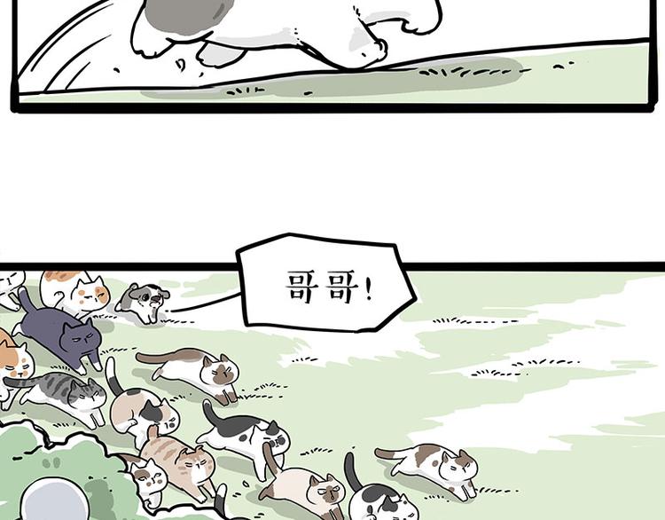 第271话进击的流浪猫！0