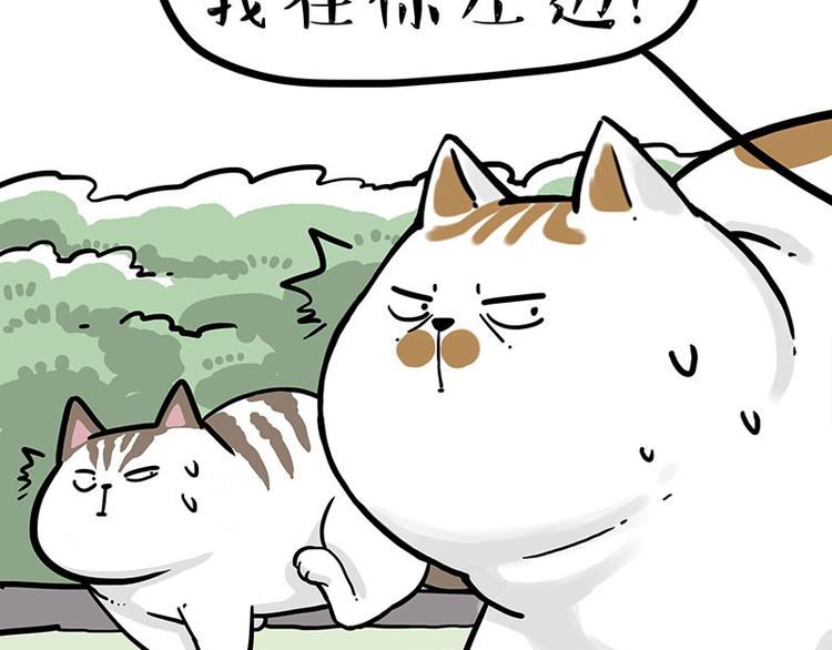 第271话进击的流浪猫！5