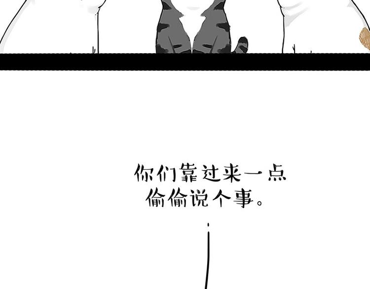 第167话猫王争霸赛6