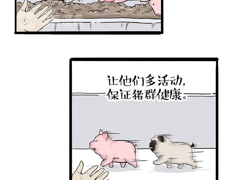 第247话巴扎猪9