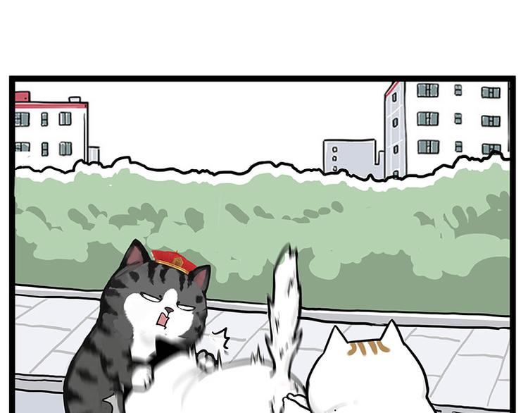 第277话猫斗猫4